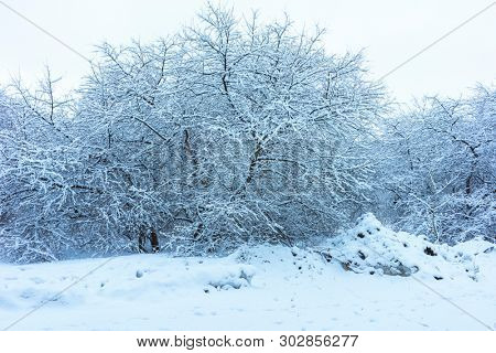 Winter's Tale, Lovely Winter Scenery, Winter Park in Snow, Whitened Spruce Branch with a Snowy Forest in the Background, Snow-Covered Trees in the City Park, Snowing, Winter Park Background