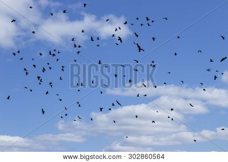A Flock Of Black Birds On The Background Of The Cloudy Sky. A Lot Of Birds Crow Jackdaw Rook. A Larg
