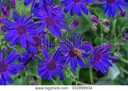 Senetti-cinerarien, Pericallis Hybrida, Cineraria, Florist's Cineraria, Common Ragwort. Ornamental B