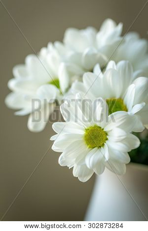 Chrysanthemum Flower. Closeup Of White Chrysanthemum. Floral Natural Background.