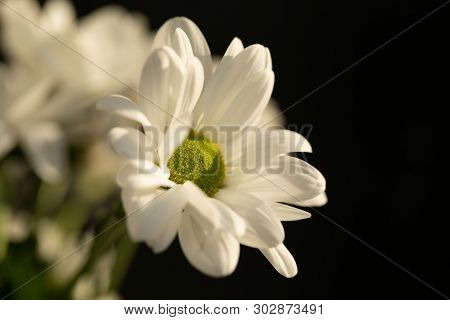 Chrysanthemum Flower. Closeup Of White Chrysanthemum. Floral Natural Background.