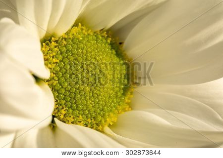 Chrysanthemum Flower. Closeup Of White Chrysanthemum. Floral Natural Background.