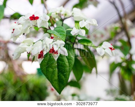 Clerodendrum Thomsoniae Blossoming, Tropical Plant, Nature Background
