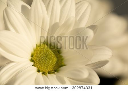 Chrysanthemum Flower. Closeup Of White Chrysanthemum. Floral Natural Background.
