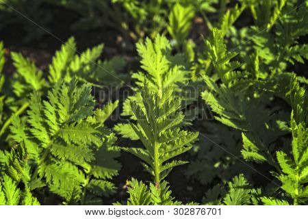 Young Shoots Of Wormwood On A Blurred Background. Wormwood Plant Used For Herbal Medicine.