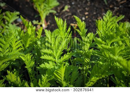 Young Shoots Of Wormwood On A Blurred Background. Wormwood Plant Used For Herbal Medicine.
