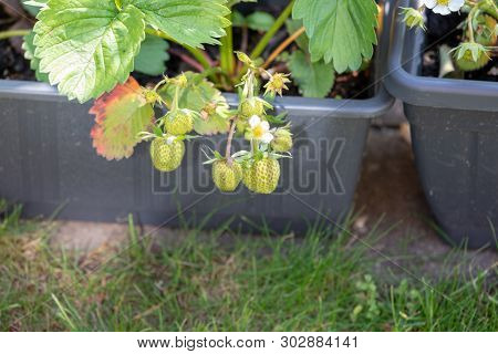 Remontant Strawberry In The Balcony Boxes. Perpetual Strawberry