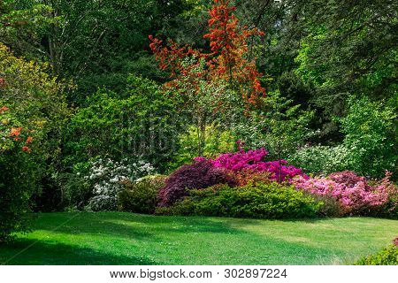 Beautiful Garden With Blooming Trees During Spring Time, Wales, Uk