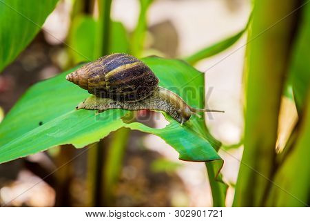 Achatina Snail In A Natural Wild African Environment Crawing On A Large Green Leaf On A Sunny Day In
