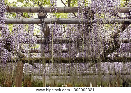 Purple Wisteria Flowers Hanging Through A Trellis Is Kyoto, Japan