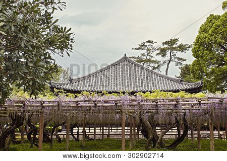 Wisteria Flowers Hanging Through A Trellis Is Kyoto, Japan.