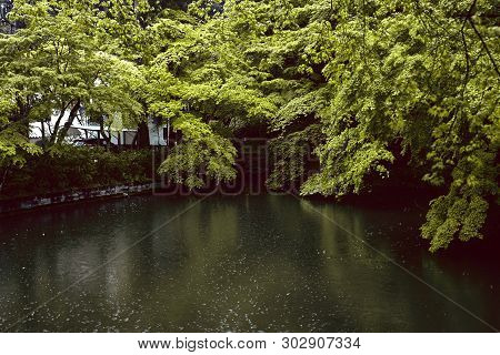 Rain Falling On A Pond And Green Maple Trees In Kyoto, Japan During A Spring Storm