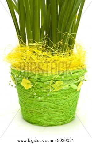 Daffodiles