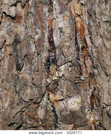 Lágrimas del árbol.