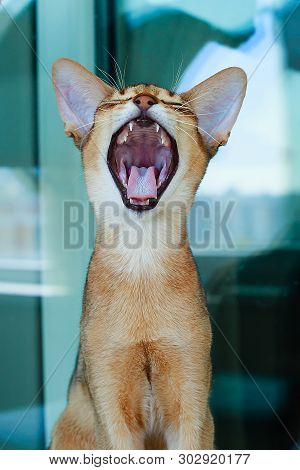 The Abyssinian And Red Cat , A Portrait