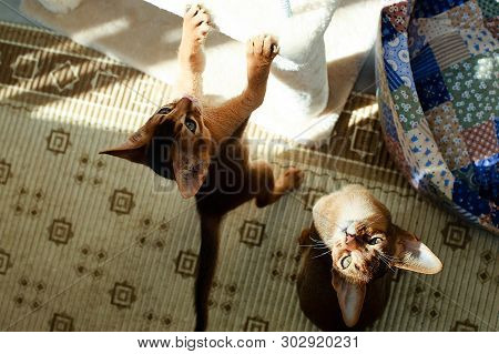 The Abyssinian Cat Playing In The Sun