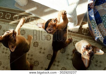 The Abyssinian Cat Playing In The Sun