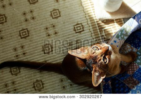The Abyssinian And Red Cat , A Portrait