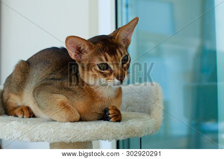 The Abyssinian And Red Cat , A Portrait