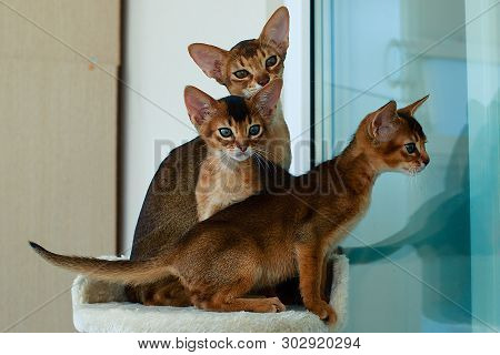 The Abyssinian Cat Playing In The Sun