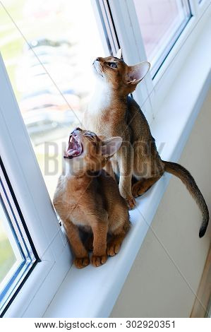 Abyssinian Cats Play At The Window In The House