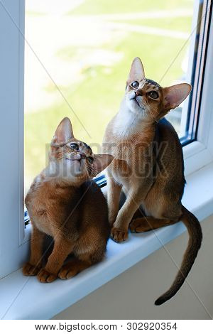 Abyssinian Cats Play At The Window In The House