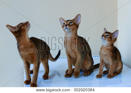 Abyssinian Cats Play At The Window In The House