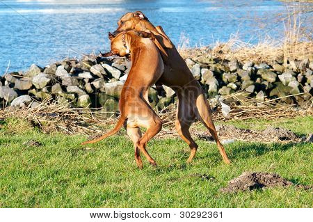 hunde leger