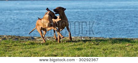 spille hunde