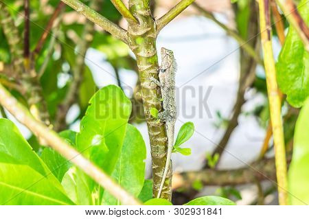 Oriental Garden Lizard Hiding Among Green Bushes