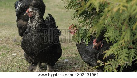 Chickens In The Yard Near Tree. Black Chicken In Village. Funny Animals