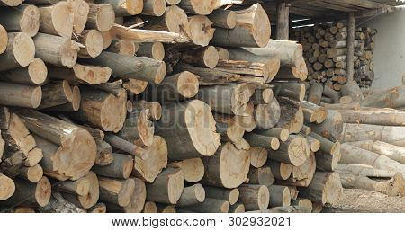 Timber Logging. Freshly Cut Tree Wooden Logs Piled Up. Wood Storage For Industry.