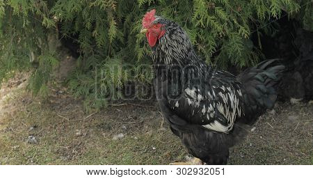 Rooster In The Yard Near Tree. Close-up Shot. Black Rooster In Village.