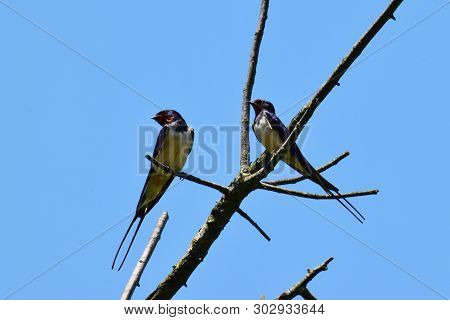 Two Village Swallows Hirundo Rustica On A Dry Tree Branch Against A Blue Sky In The Summer In The Fo