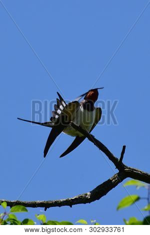 Barn Swallow Hirundo Rustica Sits On A Dry Branch Of A Tree With Opened Feathers Against A Blue Sky 