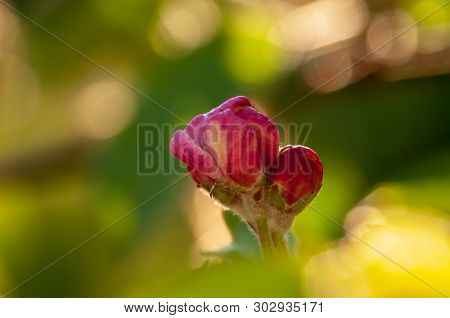 Artistic Pink Apple Tree Bud In A Fruit Garden Covered With Sun And Surrounded With Blure Green Leav