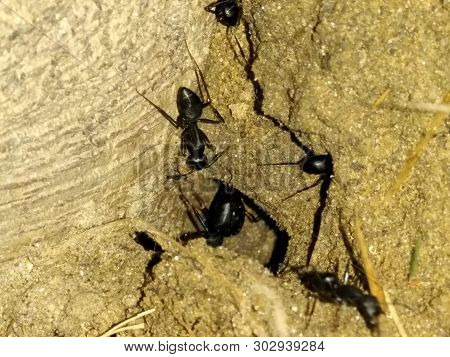 A Picture Of Ants In Garden With Dark Background