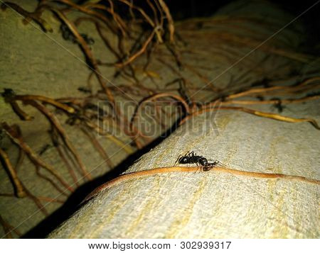 A Picture Of Ant With Dark Background