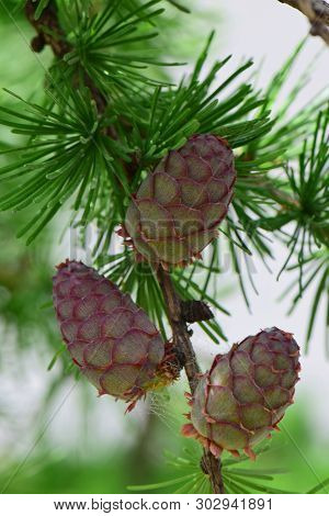 Young Three Spring Cones Of Larix Decidua Larch In The Foothill Park Of The North Caucasus
