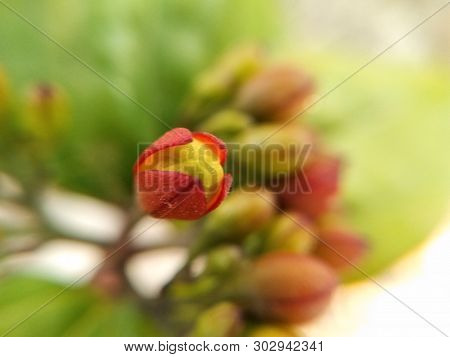 A picture of flower in garden with blur background