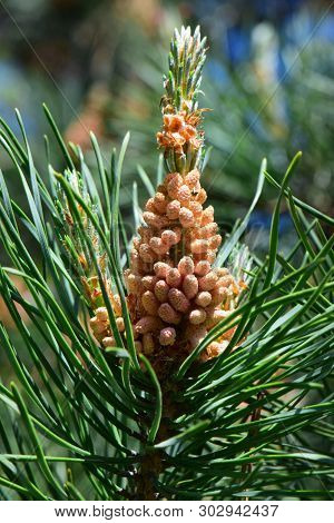 Young Spring Female Inflorescence Of The Caucasian Pine Pinus Taeda Among The Green Needles In The F