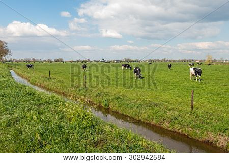 Black And White Cows Together Grazing In A Dutch Pasture With Fresh Green Grass. The Photo Was Taken