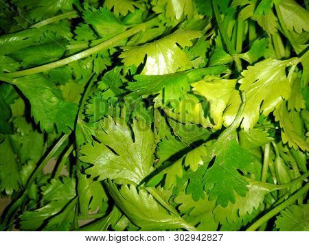 A picture of fresh green coriander leafs