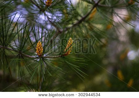 European Larch (larix Decidua)