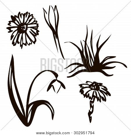 Beautiful Vintage Set Of First Spring Flowers. Anemone, Snowdrop, Crocus And Mother-and-stepmother. 