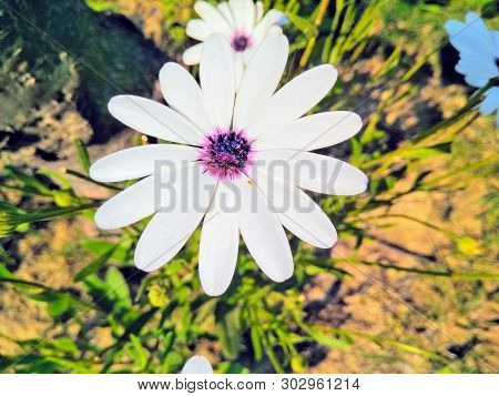 A Picture Of Flower With Blur Background