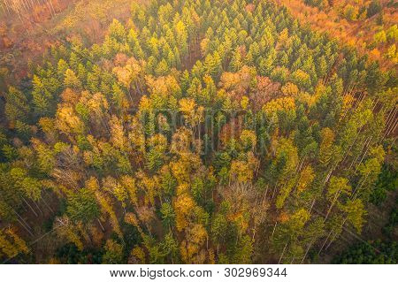 Voderady Beechwood Is A National Nature Reserve. There Are Natural Beech Forests On Relatively Acidi
