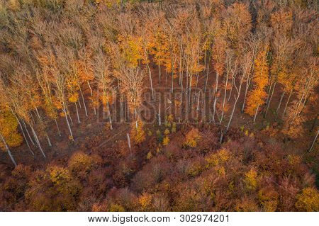 Voderady Beechwood Is A National Nature Reserve. There Are Natural Beech Forests On Relatively Acidi