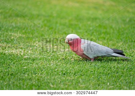 Wild Australian Galahs Walking On Green Grass