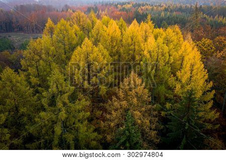 Voderady Beechwood Is A National Nature Reserve. There Are Natural Beech Forests On Relatively Acidi